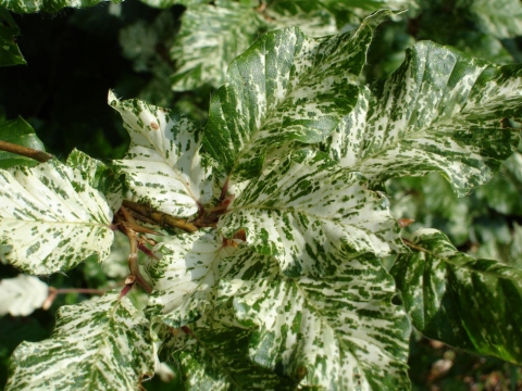 Buk zwyczajny (Fagus silvatica) Marmorata